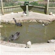 The Famous Black Swans
